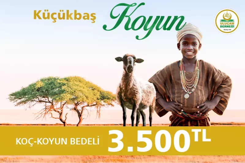 Afrika küçükbaş Koç / Koyun