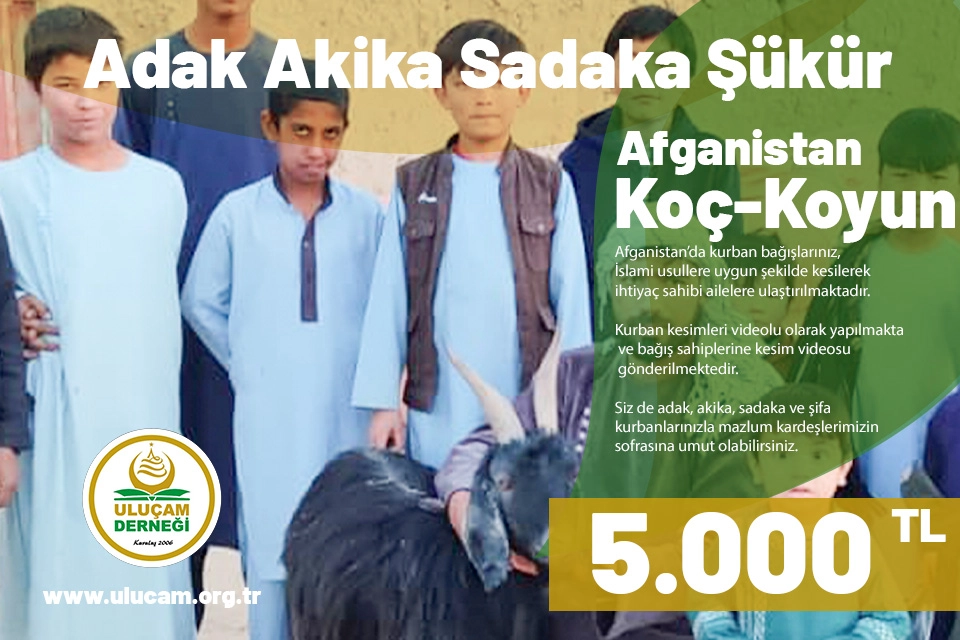 Afganistan Koyun