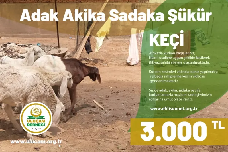 Afrika Küçükbaş Keçi