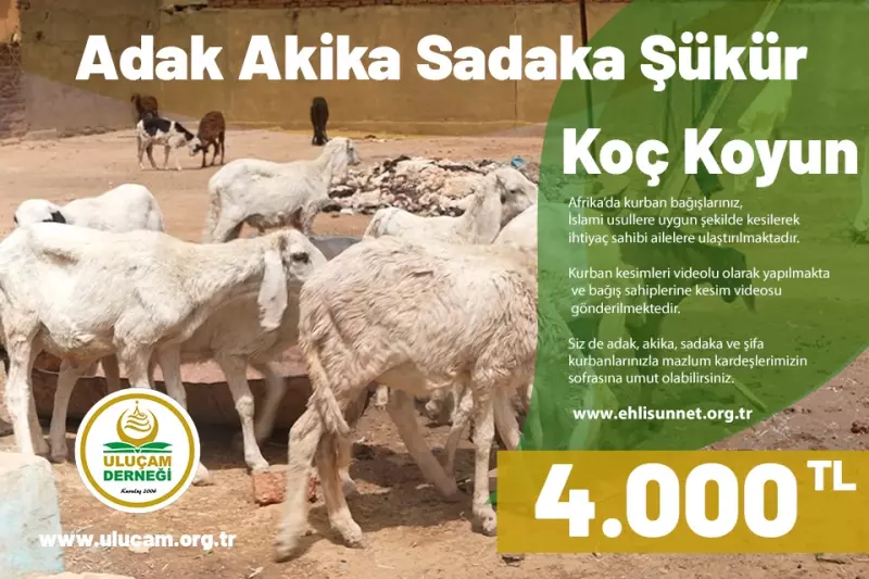 Afrika küçükbaş Koç / Koyun